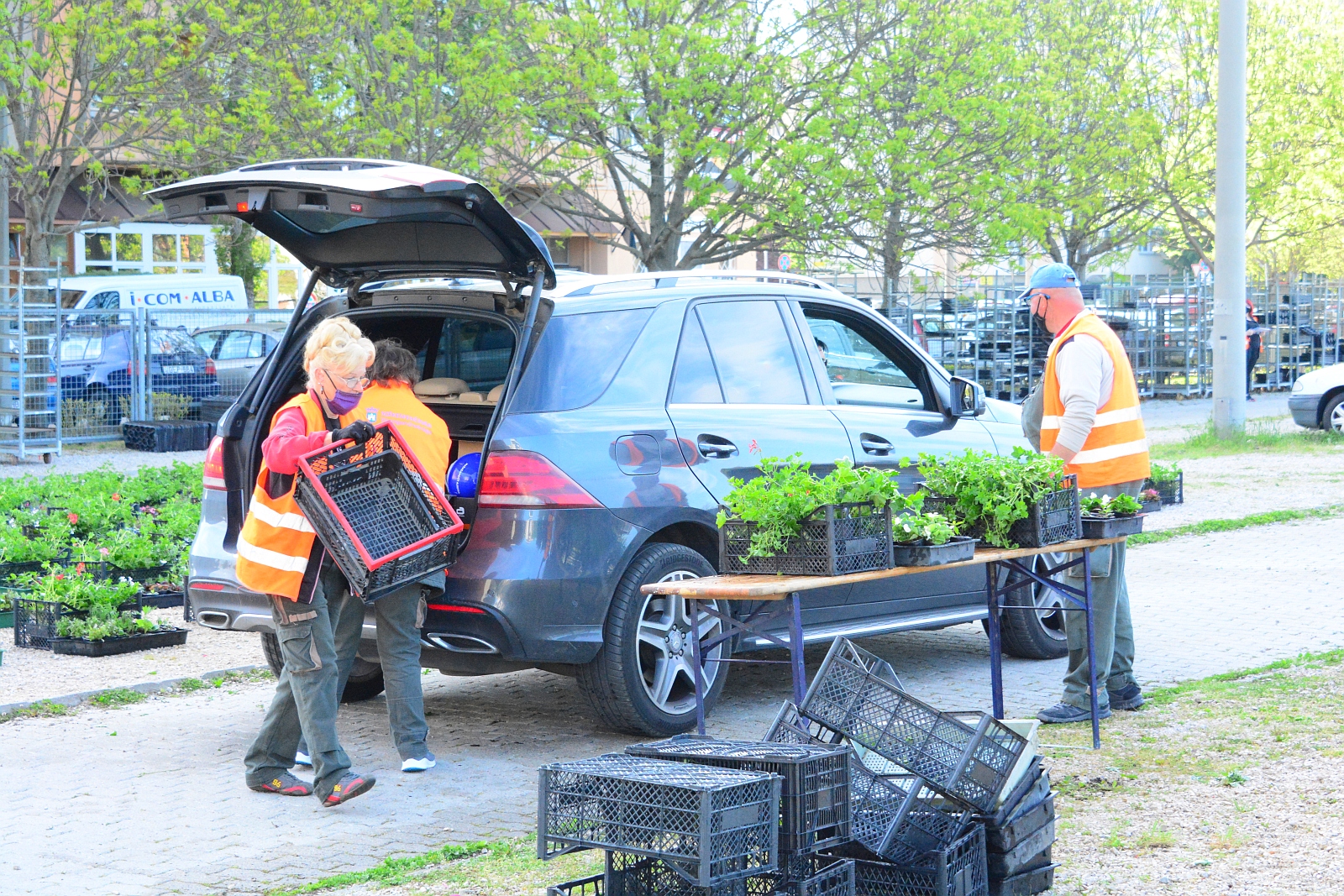 Virágos Székesfehérvár - így osztották szerdán  a növényeket